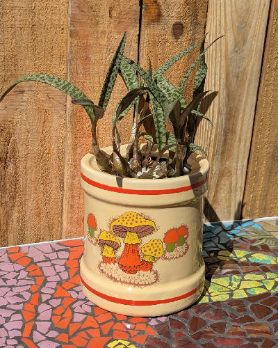 Vintage Mushroom Cookie Jar + Ledebouria
