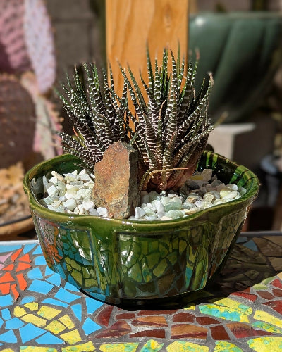 Green Bowl + Zebra Haworthia Clump
