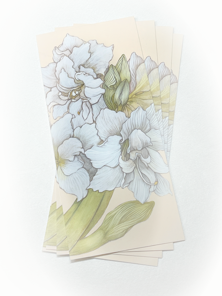 Amaryllis - Notecard | Bookmark