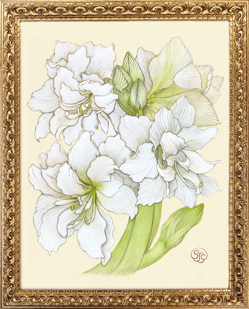 White Amaryllis - Gold Frame