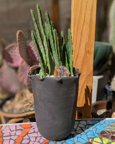 Mist Wavy Back + Stapelia Grandiflora