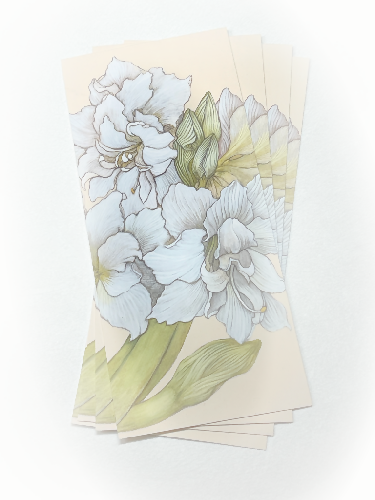 Amaryllis-Notecard-Sze-Jones