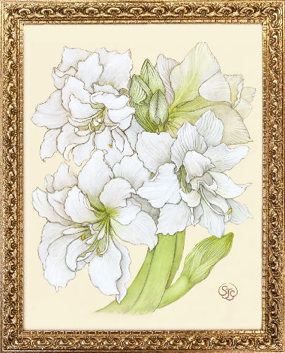 Amaryllis_Sze_Jones_GoldFrame_12-5x15-5