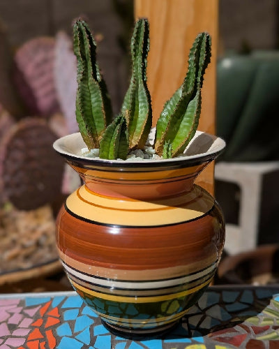 Stripped Vase + Tanzanian Zipper