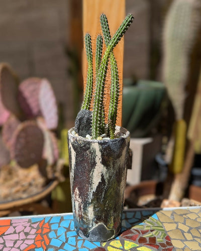 Mist Raku + Euphorbia Baioensis