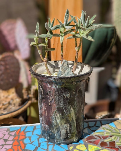 Mist Raku + Crassula
