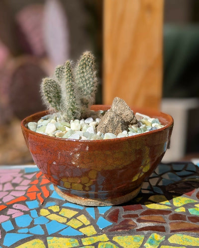 Red Brown Bowl + Snowman Opuntia
