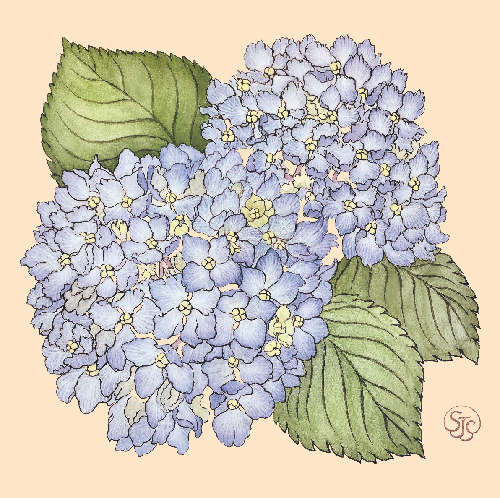 Blue Hydrangea - Art Print (12"x12")