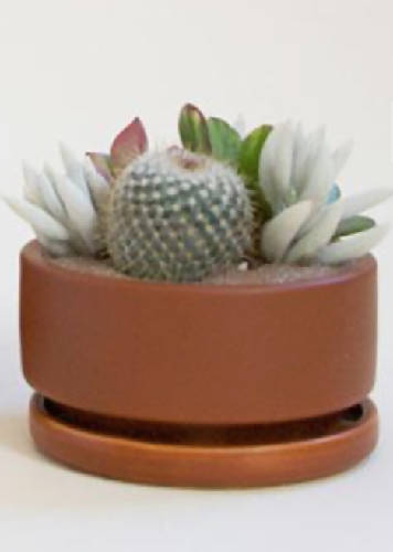 Succulent arrangement