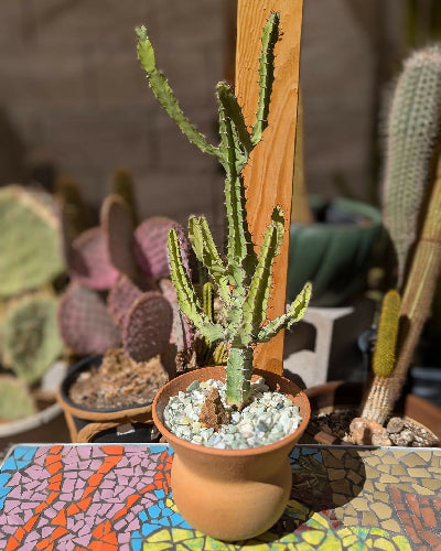 Red Clay LG Mist + Euphorbia Coerulescens 
