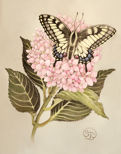 Swallowtail & Hydrangea by Sze Jones ©