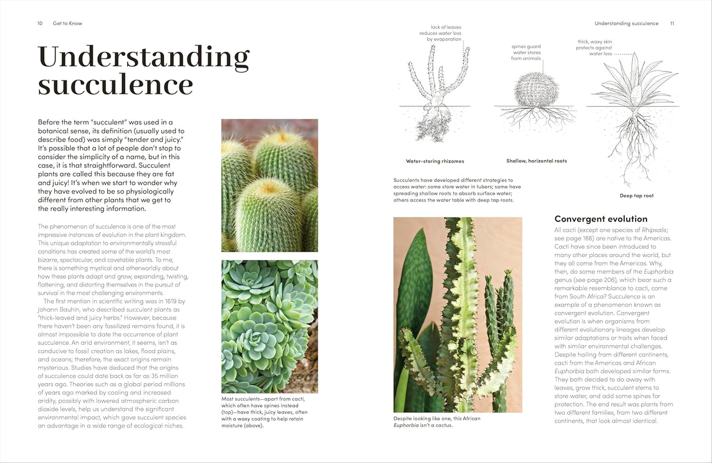 Cacti and Succulents Book