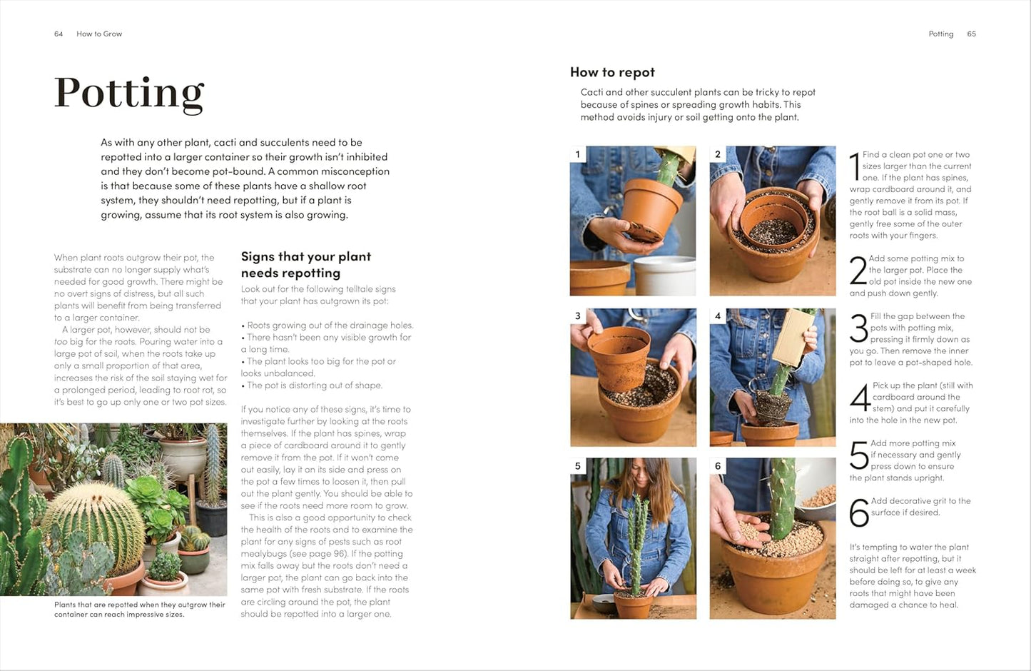 Cacti and Succulents Book