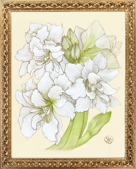 White Amaryllis - Gold Frame