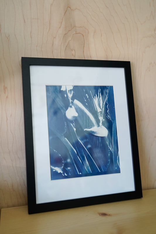 Bird of Paradise | 11x14 Frame