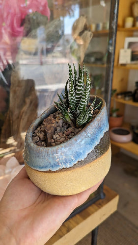 Haworthia Wobble