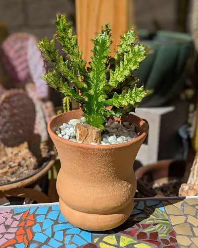 Red Clay Sm Mist +Rare V.Euphorbia Mayurnathanii 