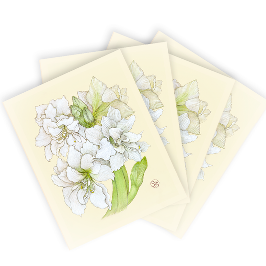 White Amaryllis - Art Print (16"x 20")