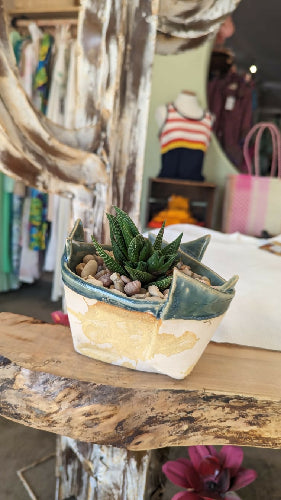 Haworthia Slaps