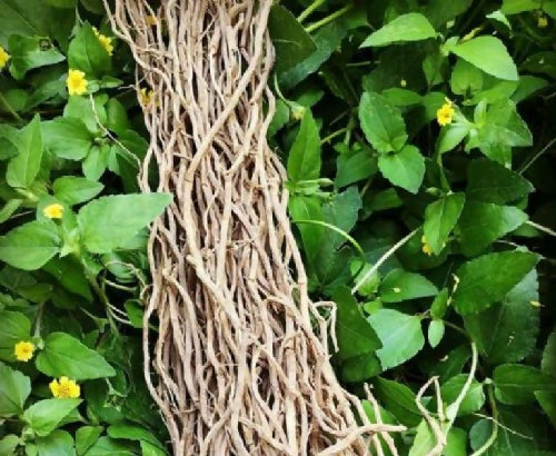 Chilcuague Root